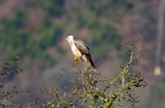 DSC_0115a (2)