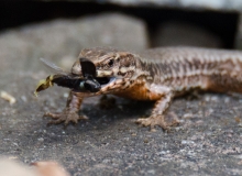 DSC0048a