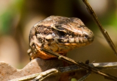 DSC0265a