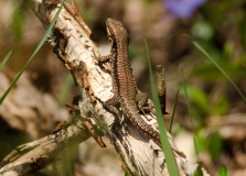 DSC0350a