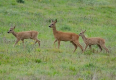 DSC_0164a