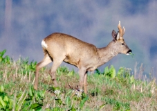 DSC_0255a (2)