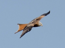 DSC_0011a