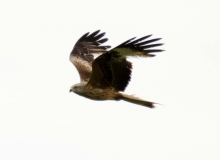 DSC_0055a (2)