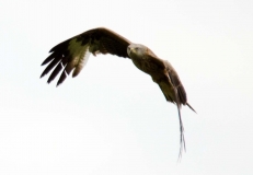 DSC_0058a (3)