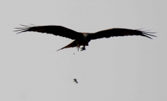 DSC_0068a