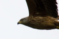 DSC_0069a