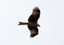 DSC_0103a