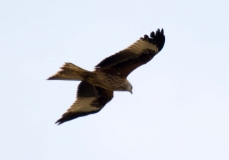 DSC_0105a