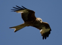 DSC_0128a