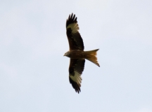 DSC_0238a