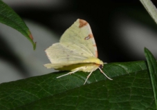 DSC_0008a