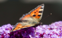 DSC_0056a