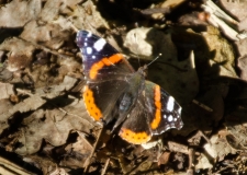DSC_0059a