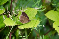 DSC_0067a