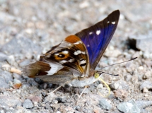 DSC_0088a