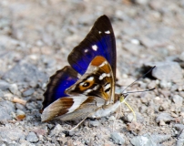 DSC_0090a
