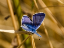 DSC_0094a