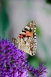 DSC_0159a