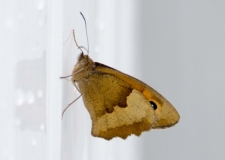 DSC_0220a