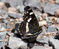 DSC_0343a