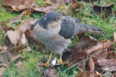 DSC0063a