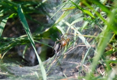 DSC_0037a