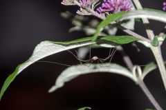DSC_0048a