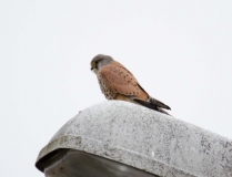 DSC_0009a (2)