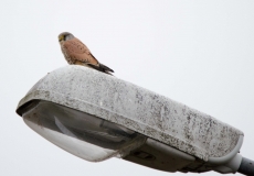 DSC_0012a (5)