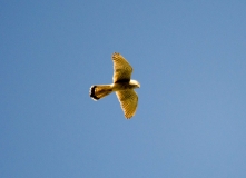 DSC_0014a (4)