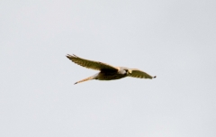 DSC_0049a (2)