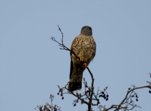 DSC_0054a (3)
