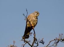 DSC_0062a (5)