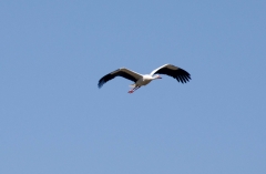 DSC_0027 (2)a