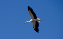 DSC_0031a