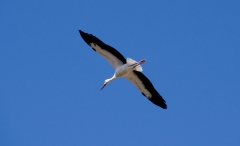 DSC_0036a