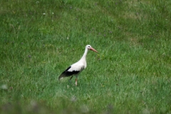 DSC_0073a (2)