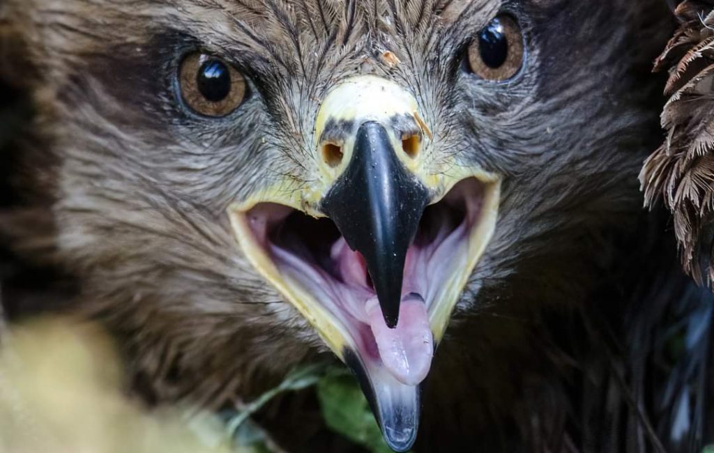 Mäusebussard sucht Schutz vor Hitze
